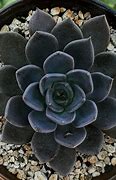 Image result for Black Diamond Succulent