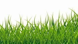 Image result for Baby Grass Clip Art