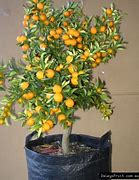 Image result for Tall Kumquat Tree