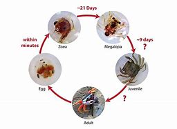 Image result for Larva Cycle Crab