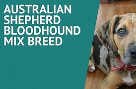 Image result for Bloodhound Australian Shepherd Mix