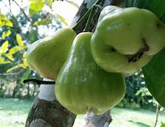 Image result for Pepsi Guava