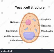 Image result for Yeast Structure Diagram