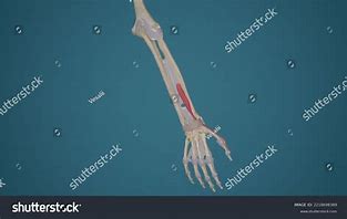 Image result for Extensor Pollicis Brevis