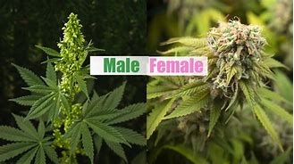 Image result for Male vs Female Cannabis Plant