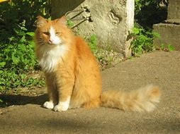 Image result for Red Ginger Cat