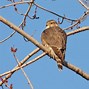 Image result for Immature Merlin Bird