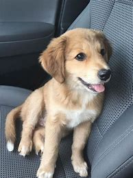 Image result for Shepherd Golden Retriever Mix Puppy