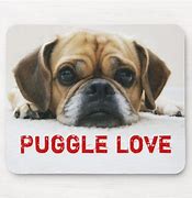 Image result for Puggle Love