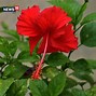 Image result for China Rose Bush