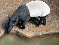 Image result for Tapir Habitat