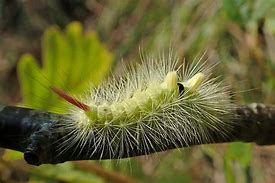 Image result for Tussock Moth Caterpillar Poisonous