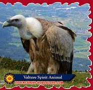 Image result for Vulture Spirit