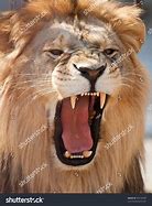 Image result for Lion Hi Res