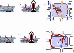 Image result for Plant Root Can Capture