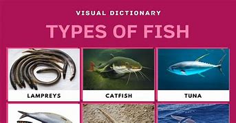 Image result for Different Variety of Fish