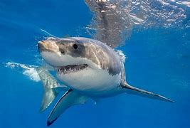 Image result for Great White's in Maine