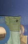 Image result for Mojave Desert Spiders