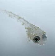 Image result for Newborn Baby Fish