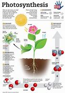 Image result for Aquatic Plant Photosynthesis