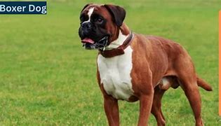 Image result for Boxer Dog Boxing