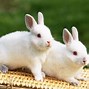 Image result for Rabbit Desktop