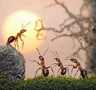 Image result for Amazing Ants