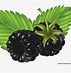 Image result for Free Clip Art Blackberries