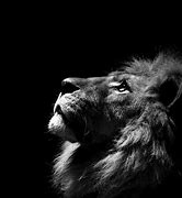 Image result for Black Mane Lion Wallpaper HD