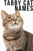 Image result for Female Tabby Cat