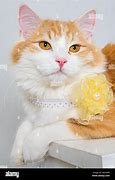 Image result for Ginger Cat with Amber Eyes