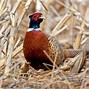 Image result for Alaska Ground Nesting Birds