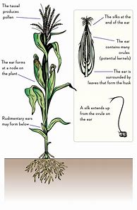 Image result for Anatomy of Corn Plant