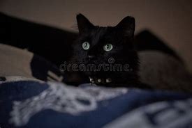 Image result for Black Cat Small On Couch