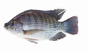 Image result for Live Tilapia Fish