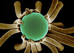 Image result for Microscopic Photography