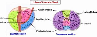 Image result for Prostate Gland Lobes