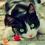 Image result for Keroppi Cat Black and White