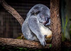 Image result for Koala Sleep