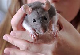 Image result for Rat with Teeth