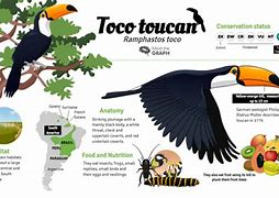 Image result for Life Cycle of a Toucan