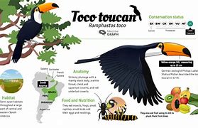 Image result for Toucan Life Cycle