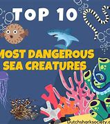 Image result for Deadly Sea Creatures