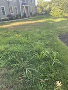 Image result for Nutsedge vs Crabgrass