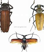 Image result for Big Longhorn Beetle