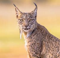 Image result for Lynx Ukraine