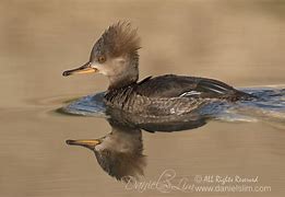 Image result for Hen Hooded Merganser