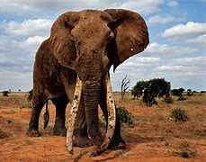 Image result for African Elephants in Wata