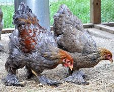 Image result for Blue Partridge Brahma Chicken