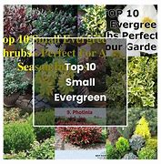 Image result for Shrubs Plant